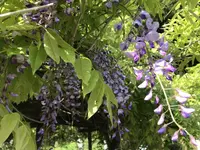 モネの池（名もなき池）の写真・動画_image_199026