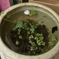 モネの池（名もなき池）の写真・動画_image_199028