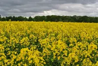 たきかわ菜の花まつりの写真・動画_image_200194
