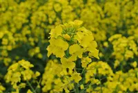 たきかわ菜の花まつりの写真・動画_image_200195