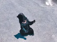 奥飛騨クマ牧場の写真・動画_image_201822