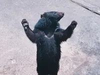 奥飛騨クマ牧場の写真・動画_image_201823