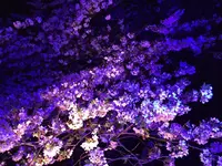 目黒川の桜並木の写真・動画_image_202047