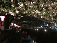 目黒川の桜並木の写真・動画_image_202049