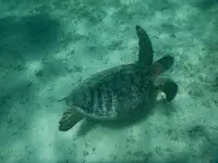 シギラビーチの写真・動画_image_202093