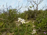 砂山ビーチの写真・動画_image_202314