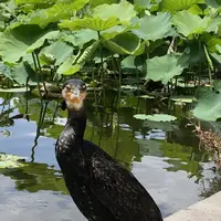 不忍池の写真・動画_image_202343