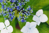 東勝寺宗吾霊堂の写真・動画_image_202398