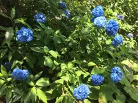 金剛寺（高幡不動尊）の写真・動画_image_202488