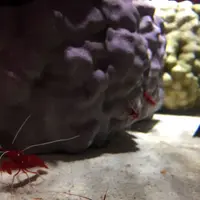 NIFREL（ニフレル）の写真・動画_image_202588