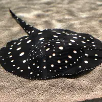 NIFREL（ニフレル）の写真・動画_image_202591