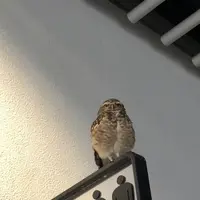 NIFREL（ニフレル）の写真・動画_image_202594