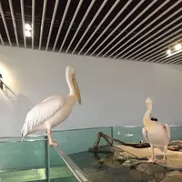 NIFREL（ニフレル）の写真・動画_image_202600