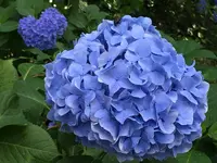 六條八幡宮の写真・動画_image_202603