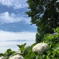 六條八幡宮の写真・動画_image_202606