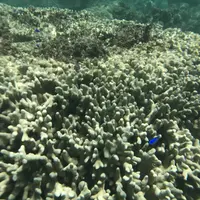 新城海岸の写真・動画_image_202717