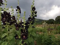 そらの花畑 世羅高原花の森の写真・動画_image_203664