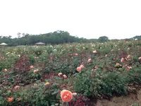 そらの花畑 世羅高原花の森の写真・動画_image_203665
