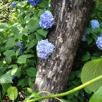 神宮寺の写真・動画_image_203772