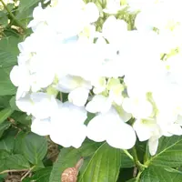 神宮寺の写真・動画_image_203774