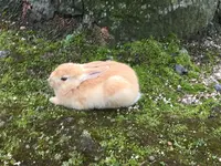 大久野島の写真・動画_image_203817