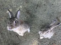 大久野島の写真・動画_image_203824