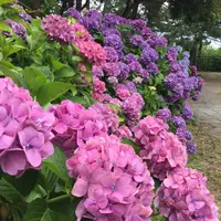 稲村ケ崎海浜公園の写真・動画_image_204005
