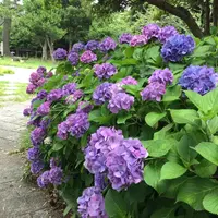 稲村ケ崎海浜公園の写真・動画_image_204006