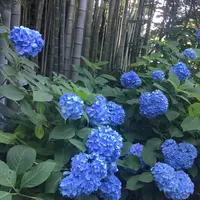 明月院（あじさい寺）の写真・動画_image_204010