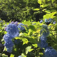 明月院（あじさい寺）の写真・動画_image_204011