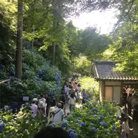 明月院（あじさい寺）の写真・動画_image_204012