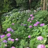 長谷寺の写真・動画_image_204014