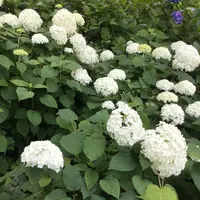 長谷寺の写真・動画_image_204020