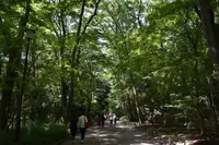 下鴨神社（賀茂御祖神社）の写真・動画_image_204025