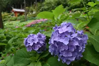 三室戸寺の写真・動画_image_204065