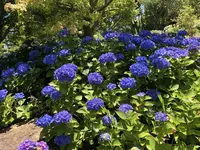 国営明石海峡公園の写真・動画_image_204096