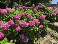 国営明石海峡公園の写真・動画_image_204097