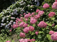 国営明石海峡公園の写真・動画_image_204100