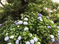 水道路［相模原市］（バス）の写真・動画_image_204199