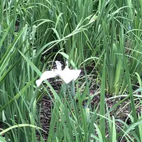 智光山公園花菖蒲の写真・動画_image_204391