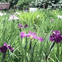 智光山公園花菖蒲の写真・動画_image_204392