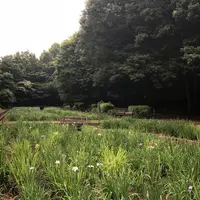 智光山公園花菖蒲の写真・動画_image_204393