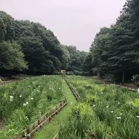 智光山公園花菖蒲の写真・動画_image_204396