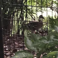 智光山公園子供動物園の写真・動画_image_204411