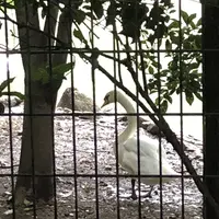 智光山公園子供動物園の写真・動画_image_204412