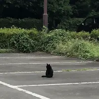 智光山公園子供動物園の写真・動画_image_204413