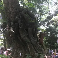 來宮神社の写真・動画_image_204836