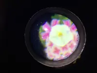 【閉業】森ビルデジタルアートミュージアム：エプソン チームラボボーダレス（MORI Building Digital Art Museum: EPSON teamLab Borderless）の写真・動画_image_205064
