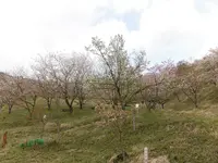 かんざき桜の山桜華園の写真・動画_image_205148