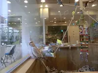 ことりカフェ 心斎橋の写真・動画_image_205189